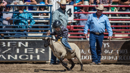 Mutton busting junior cowboy at the Scott Valley Rodeo in Etna, California.のeditorial素材