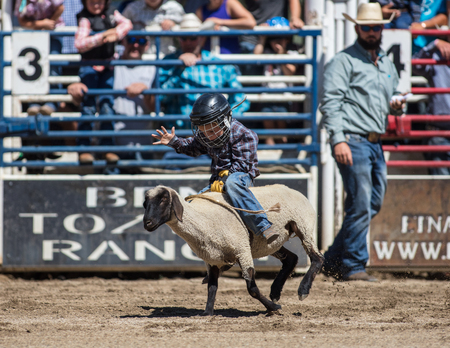 Mutton busting junior cowboy at the Scott Valley Rodeo in Etna, California.のeditorial素材