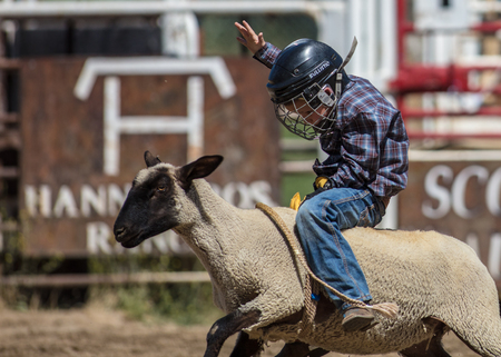 Mutton busting junior cowboy at the Scott Valley Rodeo in Etna, California.のeditorial素材