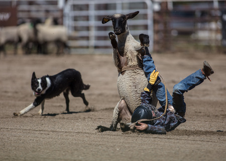 Mutton busting junior cowboy at the Scott Valley Rodeo in Etna, California.のeditorial素材