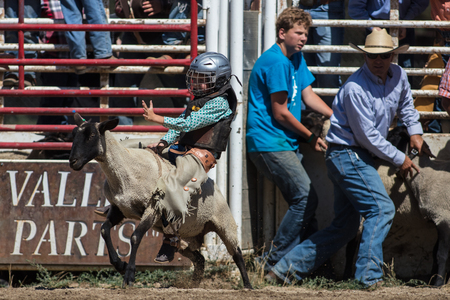 Mutton busting junior cowboy at the Scott Valley Rodeo in Etna, California.のeditorial素材