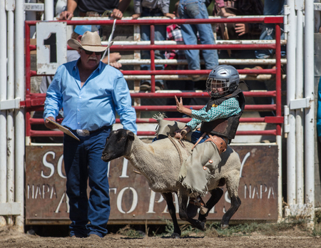 Mutton busting junior cowboy at the Scott Valley Rodeo in Etna, California.のeditorial素材