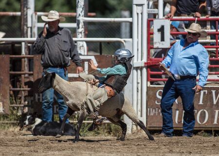 Mutton busting junior cowboy at the Scott Valley Rodeo in Etna, California.のeditorial素材