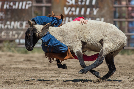 Children riding sheep at the mutton busting even at the Scott Valley Pleasure Park Rodeo in Etna, California.のeditorial素材
