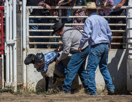 Children riding sheep at the mutton busting even at the Scott Valley Pleasure Park Rodeo in Etna, California.のeditorial素材