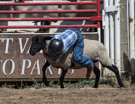 Children riding sheep at the mutton busting even at the Scott Valley Pleasure Park Rodeo in Etna, California.のeditorial素材