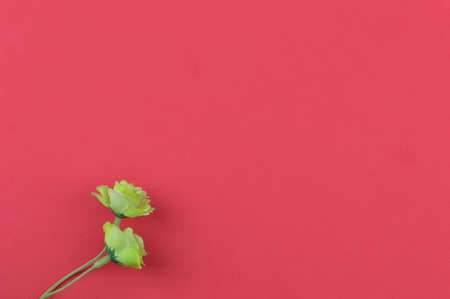 Top view of flower over red background with copy space.の写真素材