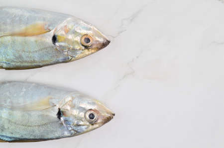 Fresh raw fish called as Rastrelliger Kanagurta or Mackerel fish isolated on white backgroundの写真素材