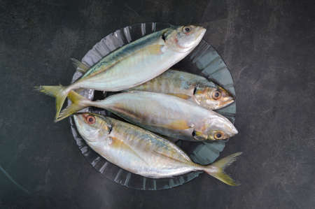 Fresh raw fish called as Rastrelliger Kanagurta or Mackerel fishの写真素材