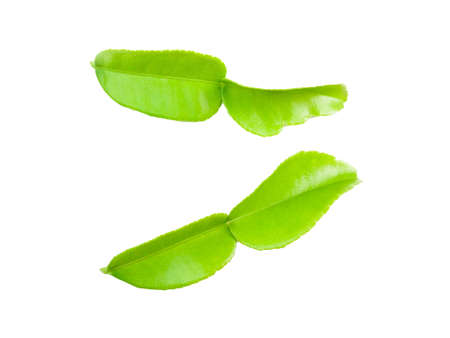 Kaffir Lime leaves isolated on a white background