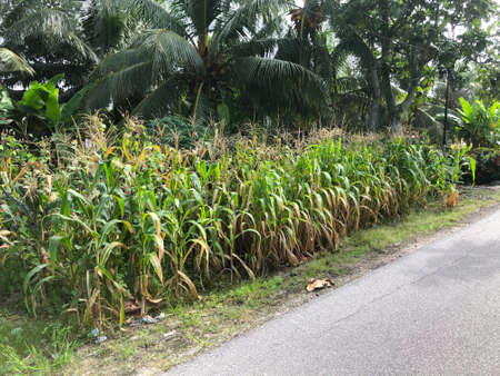 Green corn growing at the roadside. Sunny day