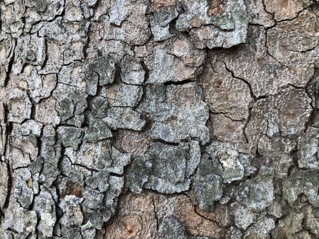 Close up texture of grunge tree bark
