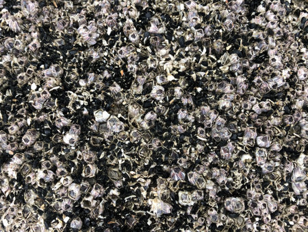 Texture of coral close up. Skeleton of sea plants. Selective focus