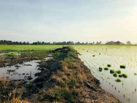 Rice paddy field at a sunny dayの写真素材