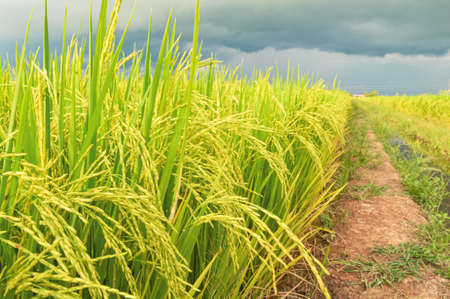 View of rice paddy field during the cloudy dayの写真素材