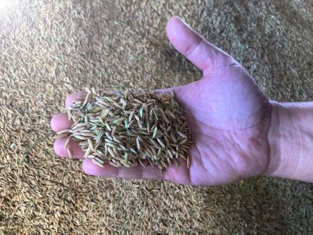 Close up view of man hand holding rice