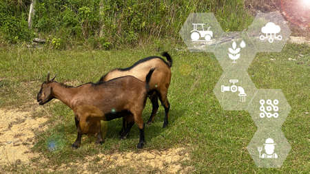 Smart agritech livestock farming concept. Modern dairy farm.の写真素材