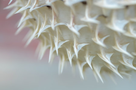 The close-up image of a pufferfish's spines highlights its formidable defense mechanism, designed to deter predators.の写真素材