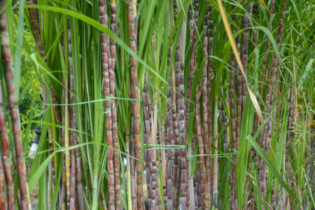 The image shows a close-up view of a sugarcane plantation, with tall, fibrous stalks dominating the frame.の写真素材