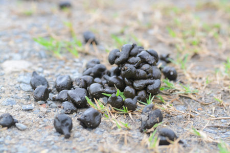 A pile of goat feces is scattered on the ground, surrounded by grass and gravel.の写真素材