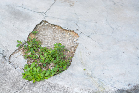 The image shows a cracked and damaged concrete surface with a patch of green plants growing through it.の写真素材