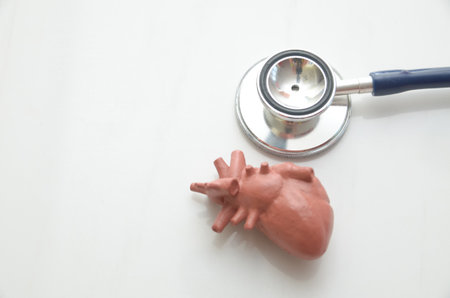 Cardiology and Cardiovascular Care: Stethoscope Resting Beside an Anatomical Human Heart Model.の写真素材