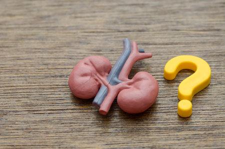 A miniature kidney model next to a question mark, representing the need for information and medical checkups for renal care.の写真素材