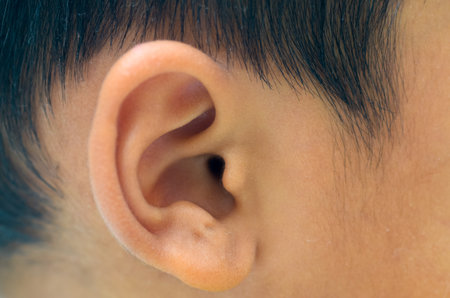 A detailed close-up of the outer ear's intricate structure, showcasing its curves and folds against dark hair, perfect for medical and anatomical content.の写真素材