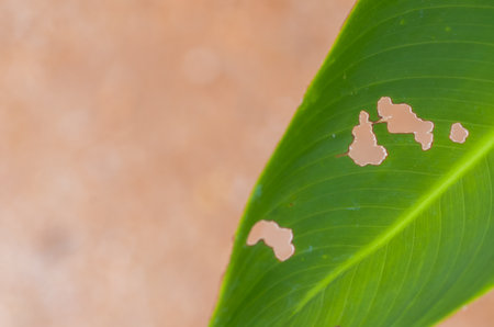 A diptych showing a pristine leaf and one eaten by pests, telling a story of life, decay, and the ecosystem's balance.の写真素材