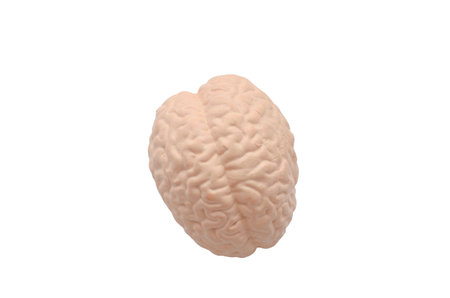 Anatomical Brain Model: A detailed model of a human brain showing the cerebral cortex, gyri, and...