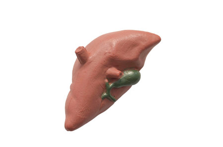 Anatomical Model of Human Liver: An educational tool showing the liver and attached gallbladder, isolated on a white background for medical study.の写真素材