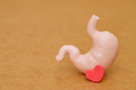 Digestive Wellness Visual: A red heart and an anatomical stomach model visually represent the concept of "loving your stomach" and healthy living.の写真素材