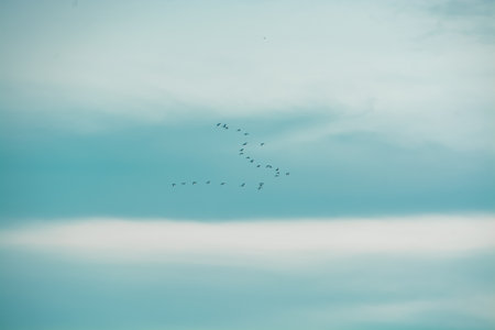 Minimalist Migration: Distant Bird Flock Soaring Through a Pale Teal Sky