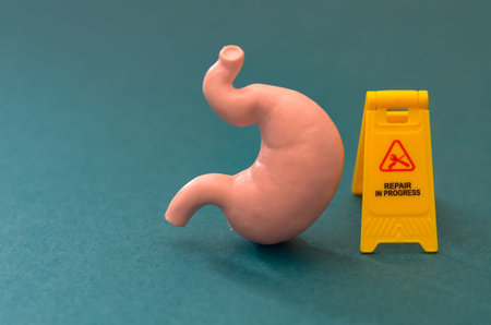 Human Stomach Model with Caution Sign Symbolizing Medical Repair and Gastrointestinal Treatmentの写真素材