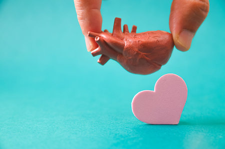 Anatomical Heart Shape in Hands for Cardiology Care and Love Your Heart Promotionの写真素材