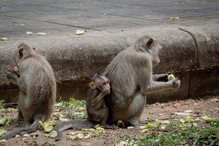 baby monkey under mother protection. The monkey family with shaggy orange fur and human like...