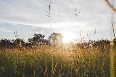 field grass flowers background. grass flowers backgroundの写真素材