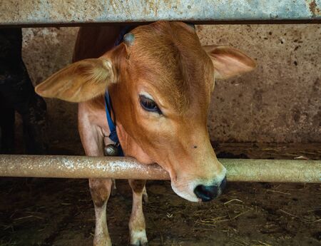 Asia cow. Close up portrait of cow at village. Cows standing on the ground. Traditional cow in asiaの写真素材