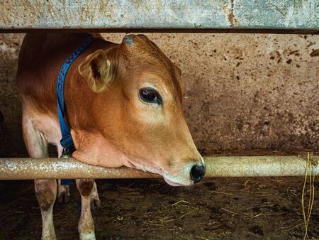Asia cow. Close up portrait of cow at village. Cows standing on the ground. Traditional cow in asia, cow resting.の写真素材