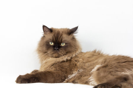 Persian cat sitting on look on top white background,isolatedの写真素材