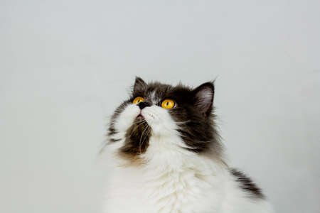 Persian cat sitting on look on top white background, isolatedの写真素材