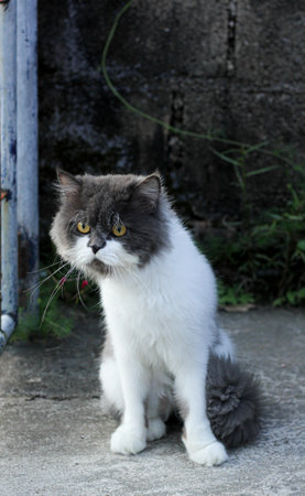 Persian cat white and gray sitting on concrete floor and look straight.の写真素材