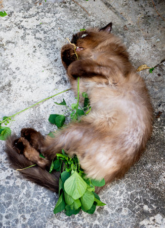 Drunk cat after playing nettle cat or Acalypha indica or catnip on the floor. Happy cat timyの写真素材