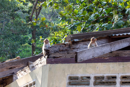 macaque monkey portrait , which name is long tailed, crab-eating or cynomolgus macaque monkey in old house.の写真素材
