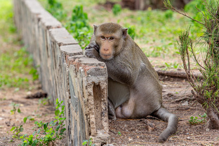 Monkey sitting on a fence in the shade of the trees.