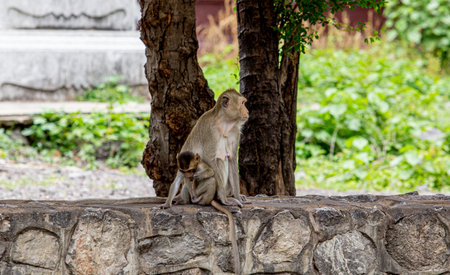 Monkey family sitting on the stone in the temple, Thailand.
