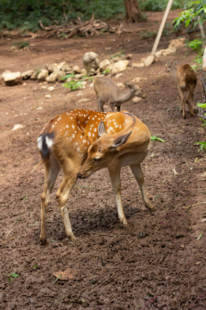 family deer in the farm. Relax time on day.の写真素材