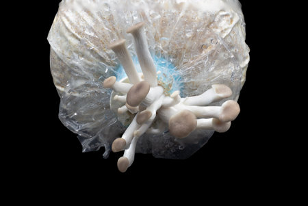 Oyster mushroom grow out of the bag on black background , Group oyster mushroom on black backgroundの写真素材