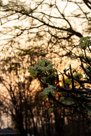 Branch of a tree with yellow flowers in the sunset light.