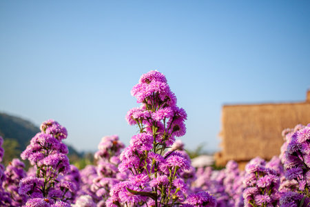 Purple margaret flower blossom field closeup , nature blur background